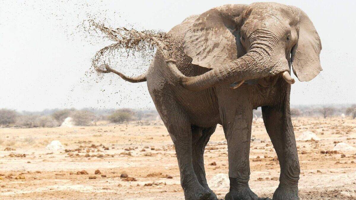 brown elephant on brown field