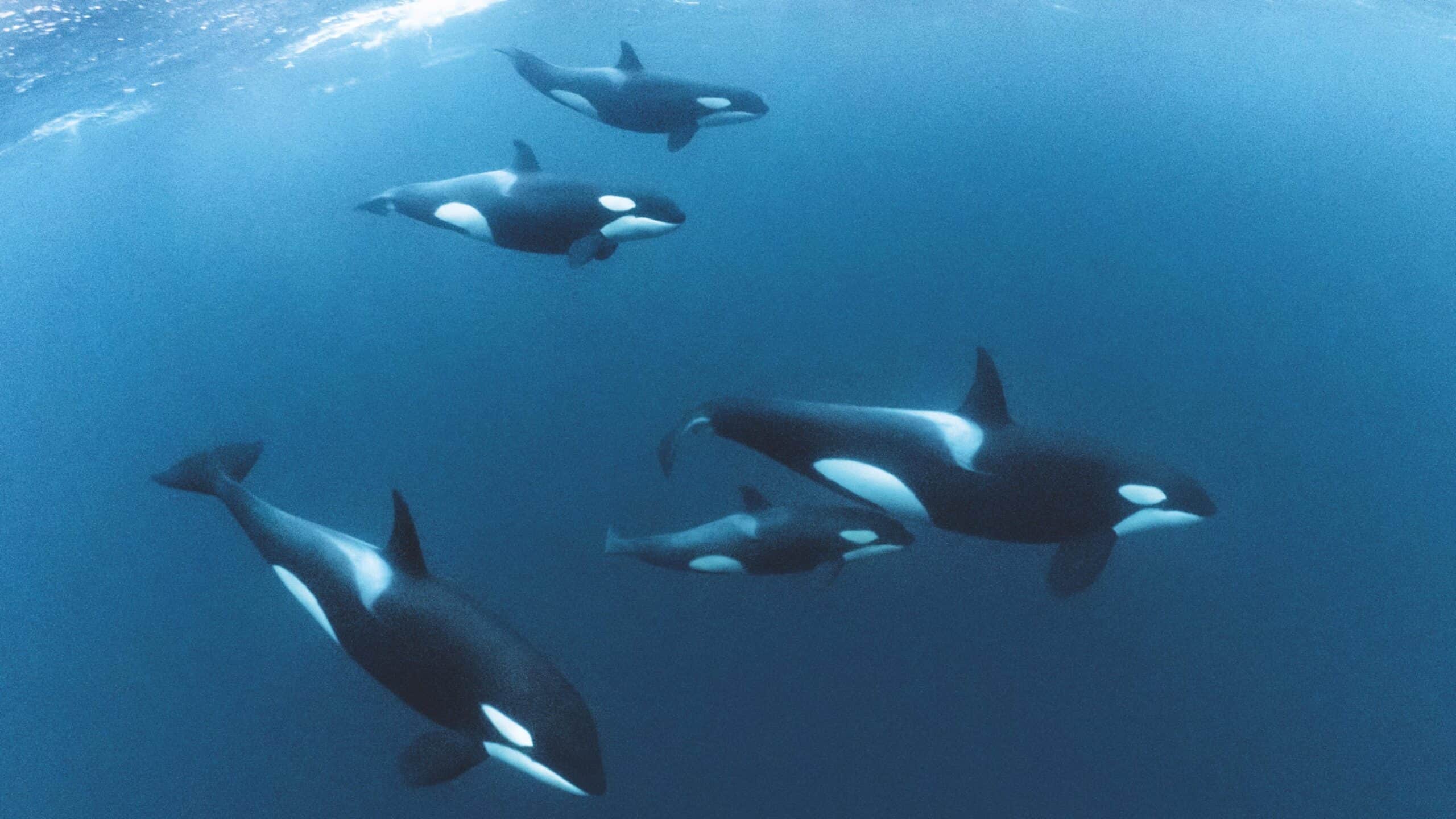 Orcas or killer whales hunting in pods