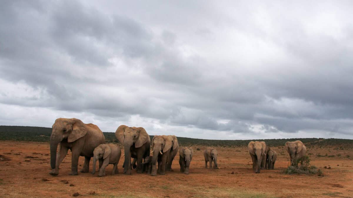 group of elephant on brown field under white clouds during daytime