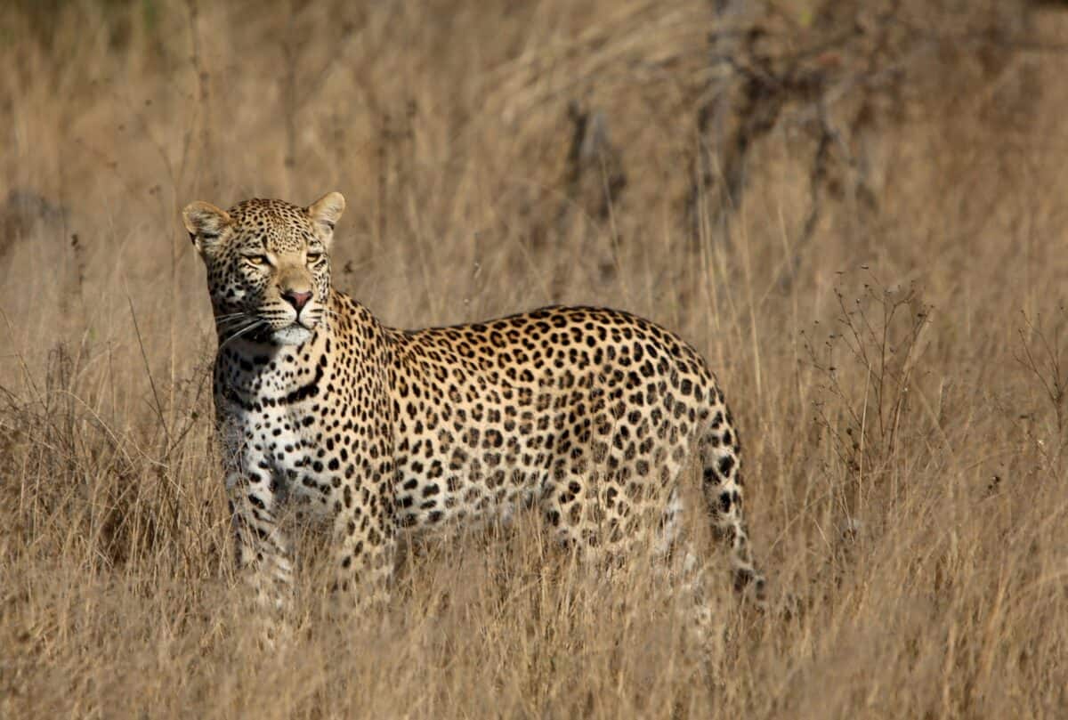 a cheetah standing in a field of dry grass