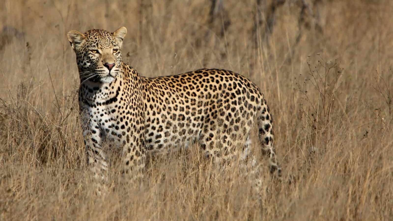 a cheetah standing in a field of dry grass