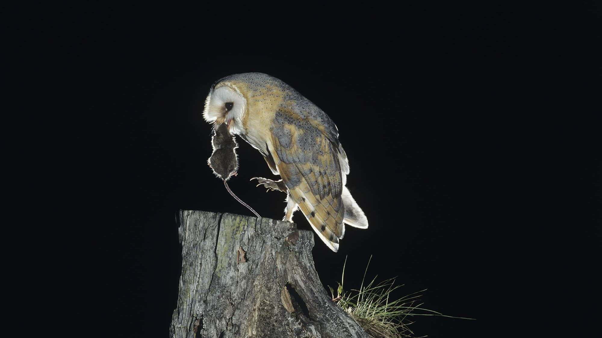 owl and rat