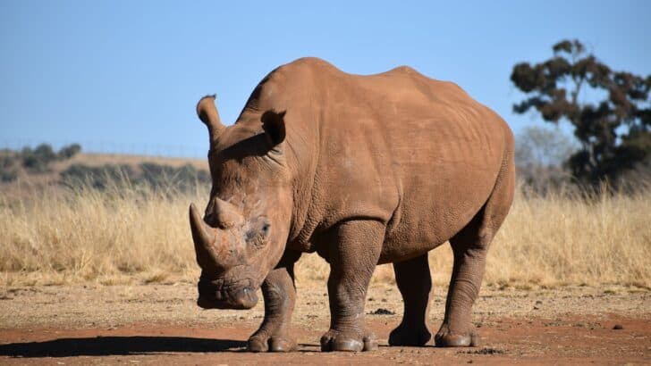 How Conservationists Track Rhinos Using GPS