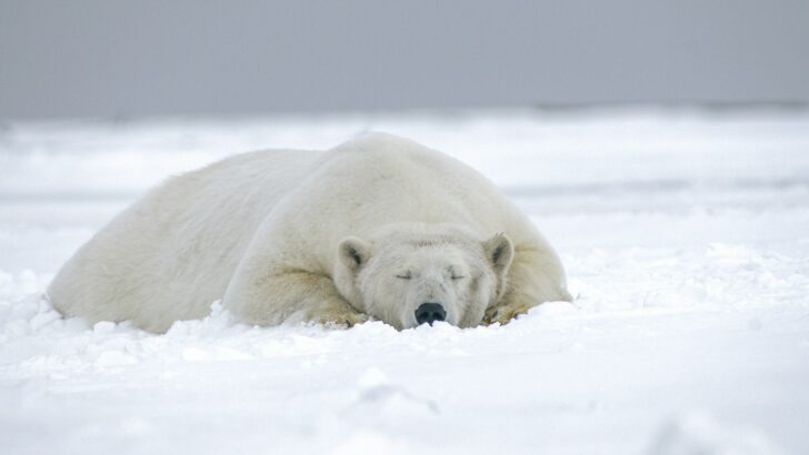 The Secret to Survival for Animals in the Arctic