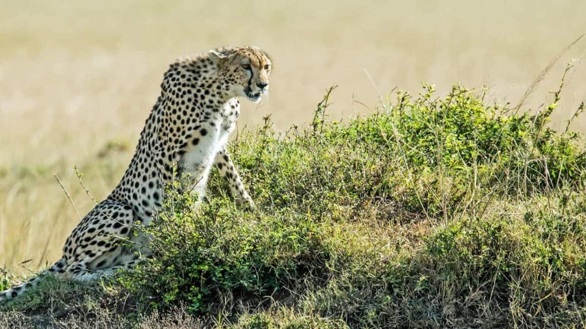leopard on green field