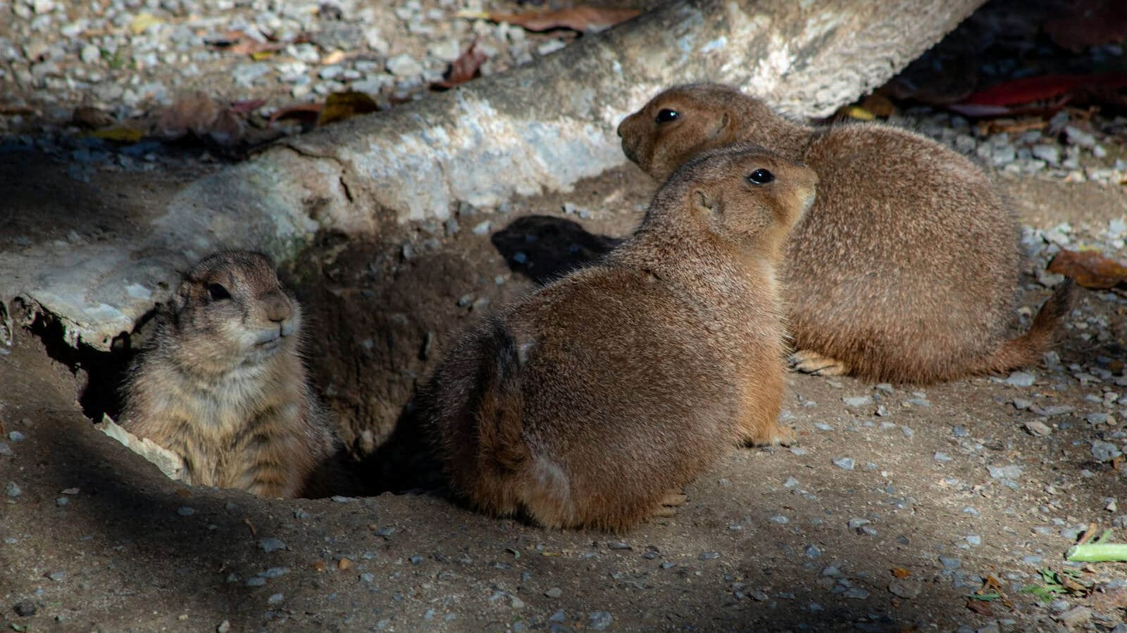 a couple of animals that are sitting in the dirt