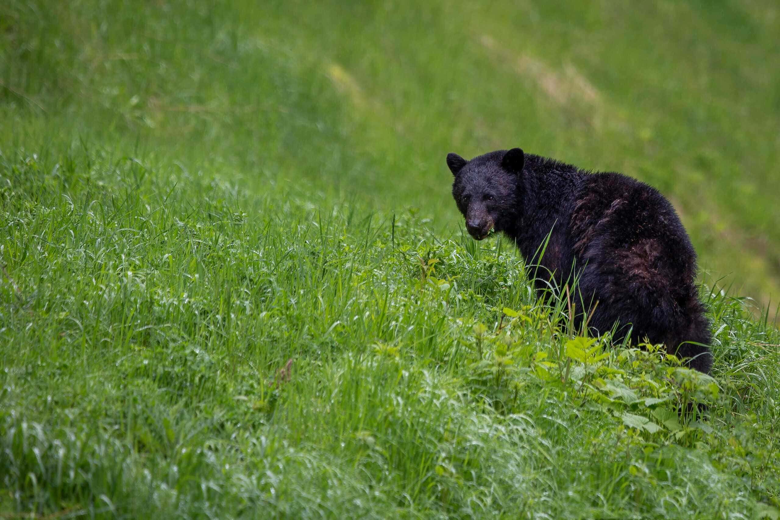 A black bear in a grassy area walking away.