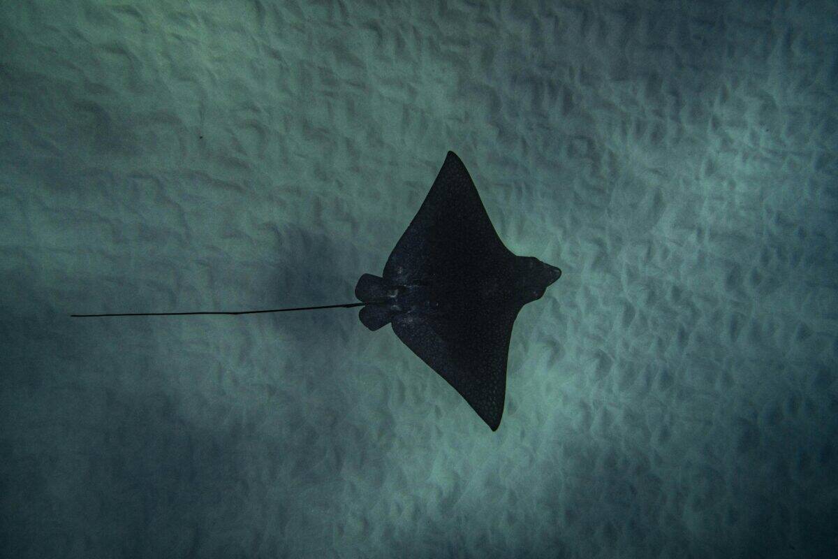 A stingray in deep waters.