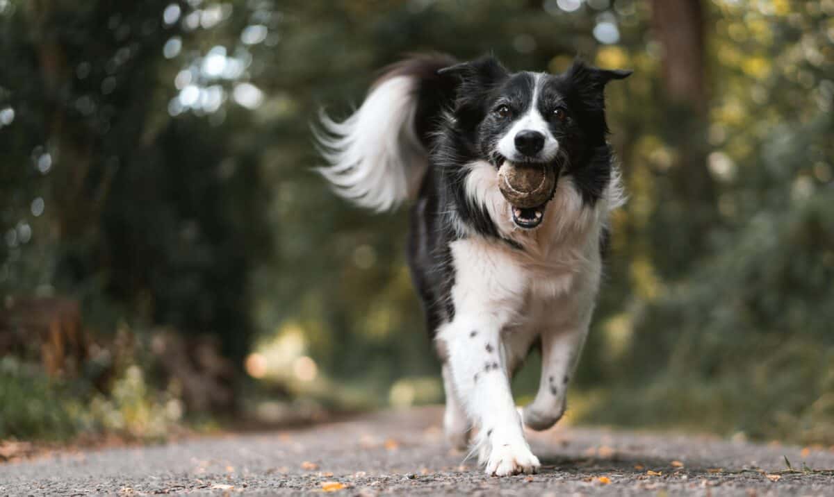 A pet dog running in the street.