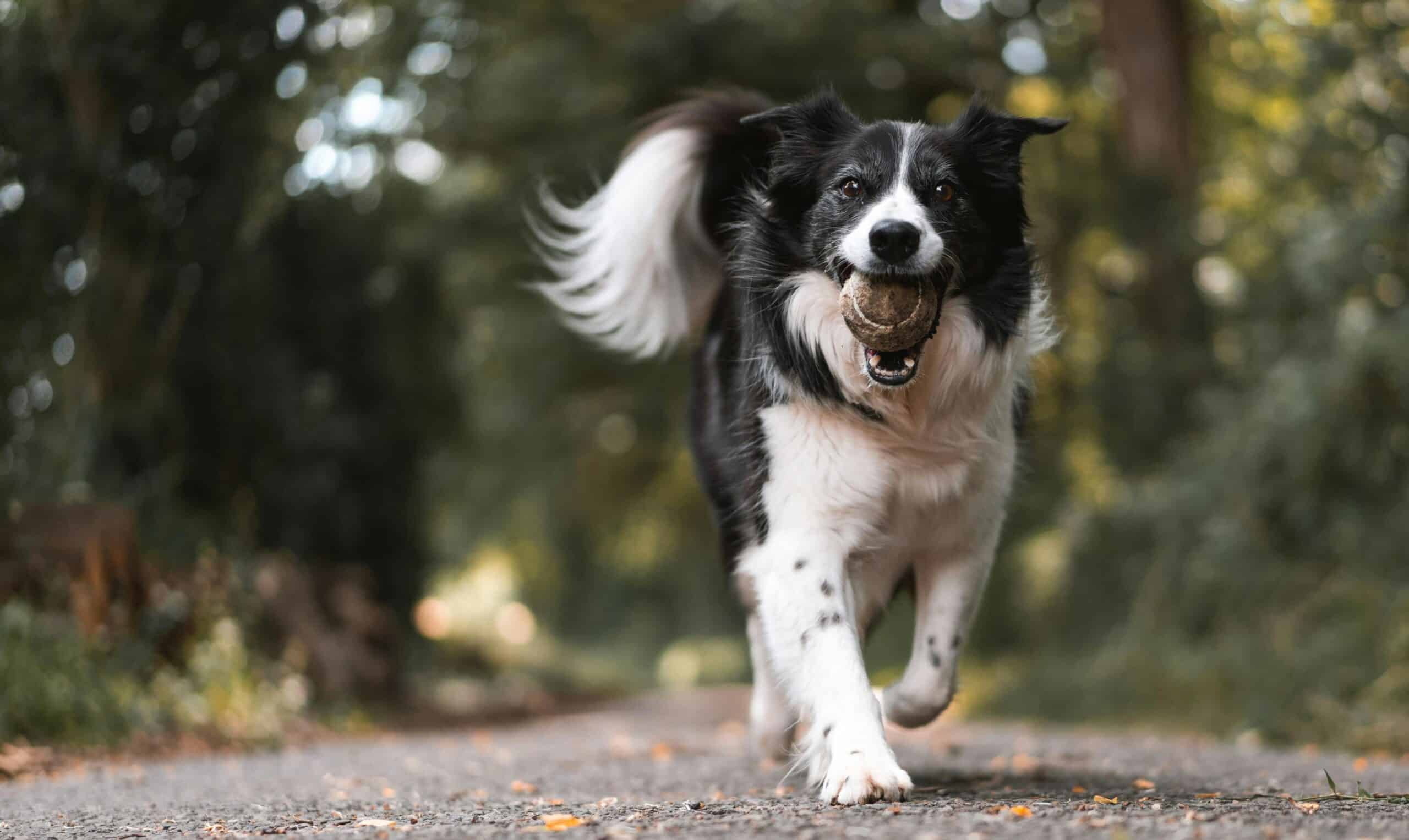 A pet dog running in the street.
