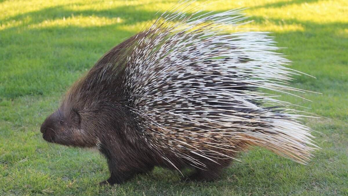 porcupines defend young