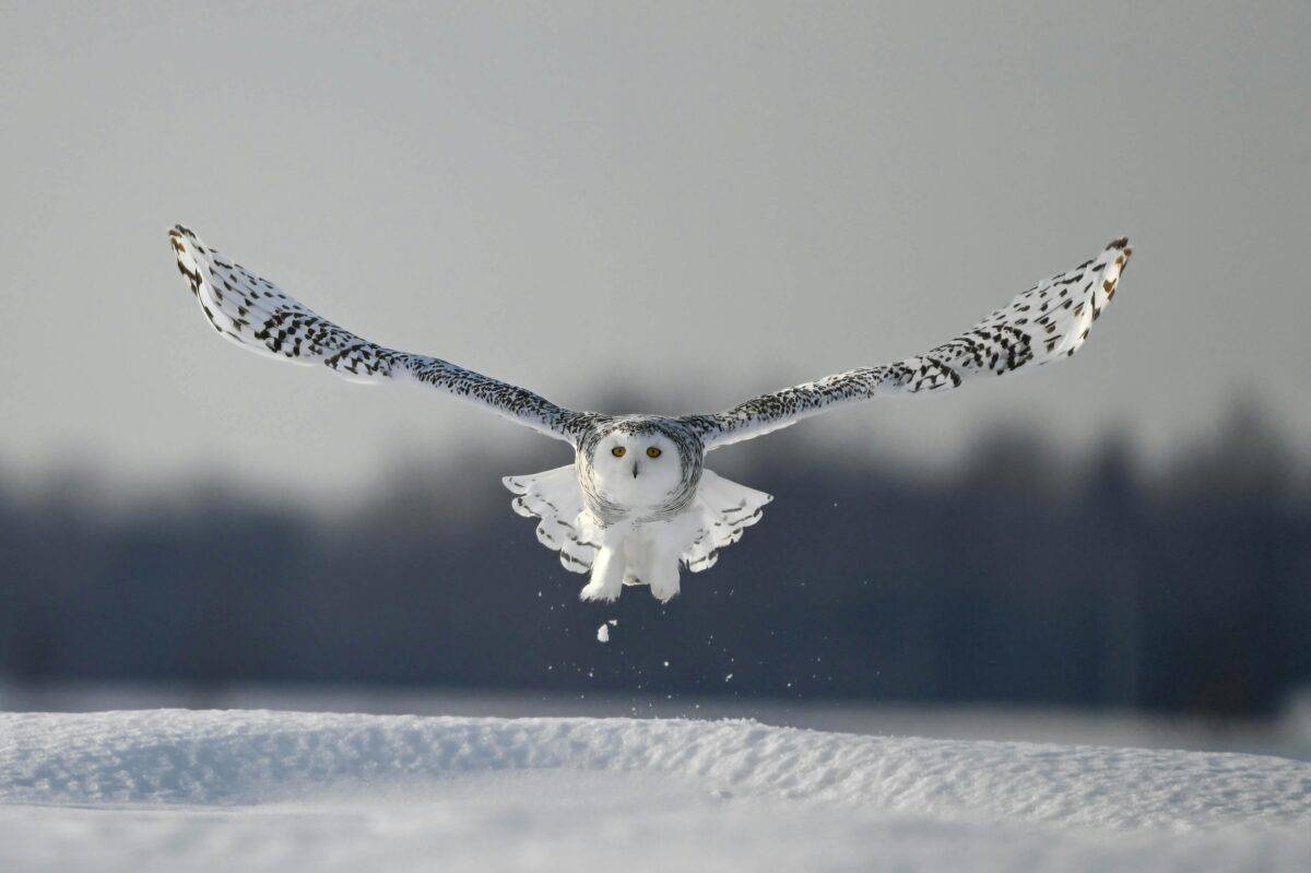 A Snowy Owl spreading its wings in air.