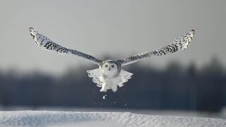 A Snowy Owl spreading its wings in air.