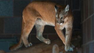 A Florida Panther staring at its surroundings.