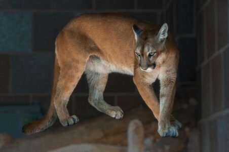 Panther Stalks Florida Woman&rsquo;s Home in Naples