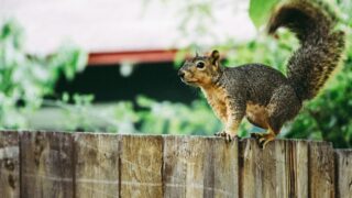 A squirrel lurking around the neighborhood.