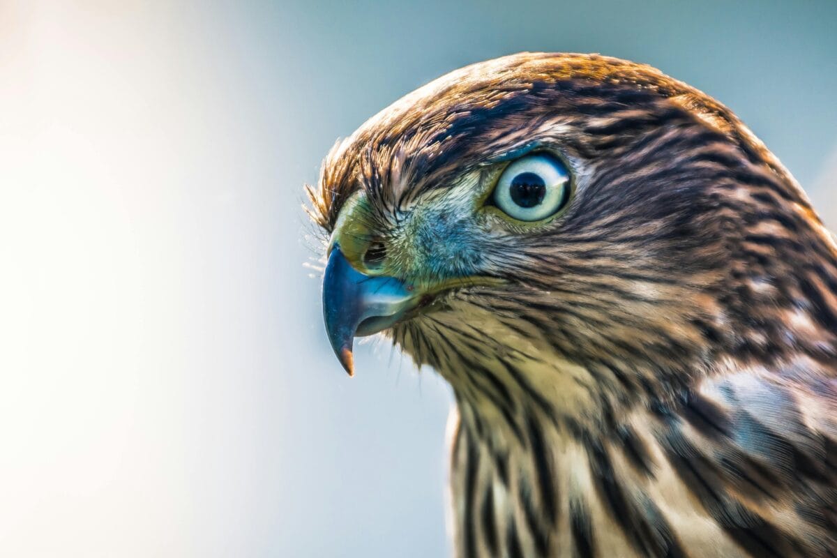 A fierce-looking hawk ready for action.