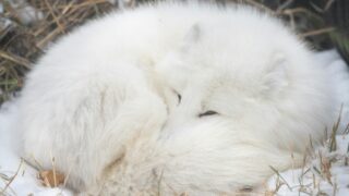A fox with a white fur.