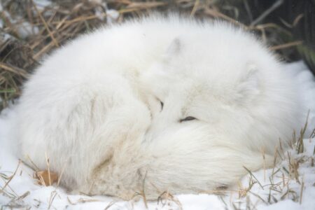 Fox With Arctic Fur Stuns Portland Locals