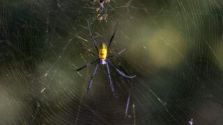 A Joro Spider in a big web.