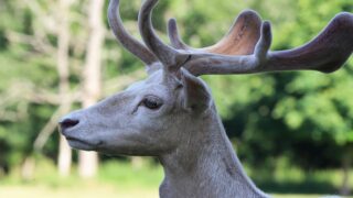 A headshot of a white deer.