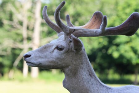 White Deer Duo Stuns Iowa Family on Backroad Drive