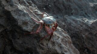 A wall-climbing crab in action.
