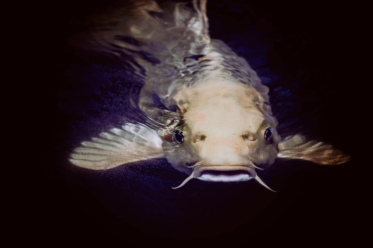 A huge catfish in the deep sea.