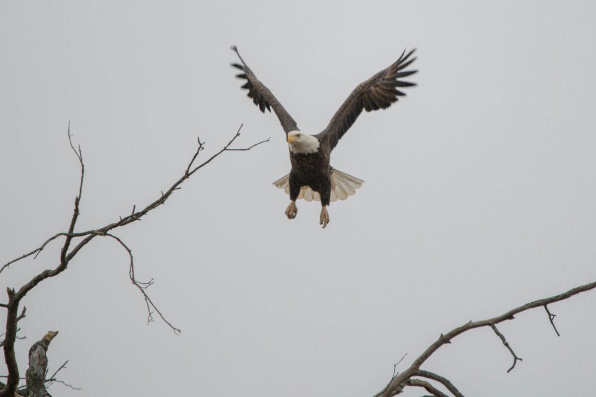 A massive eagle ready for landing.