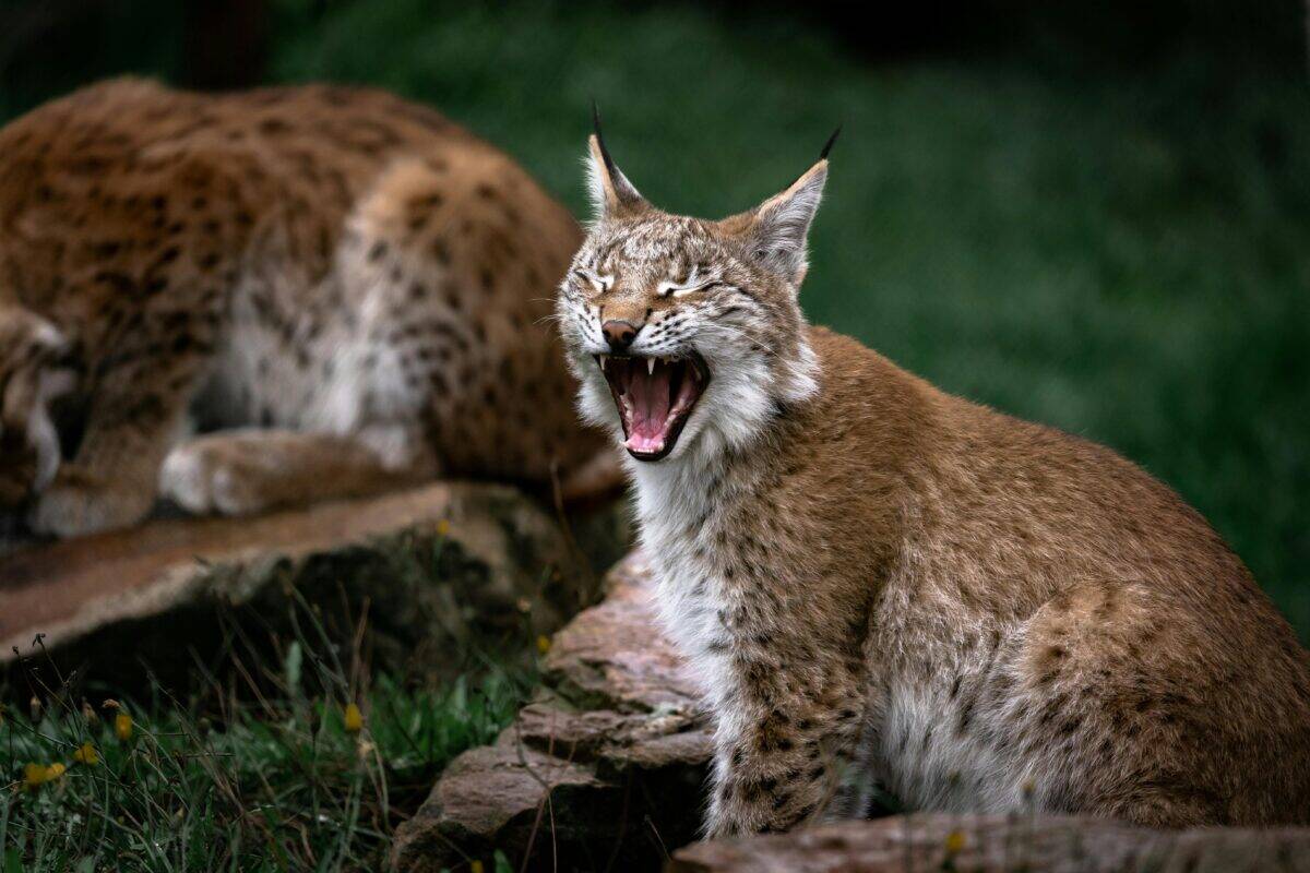 A big wild cat yawning.