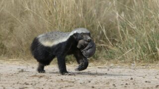 A badger carrying its offspring.