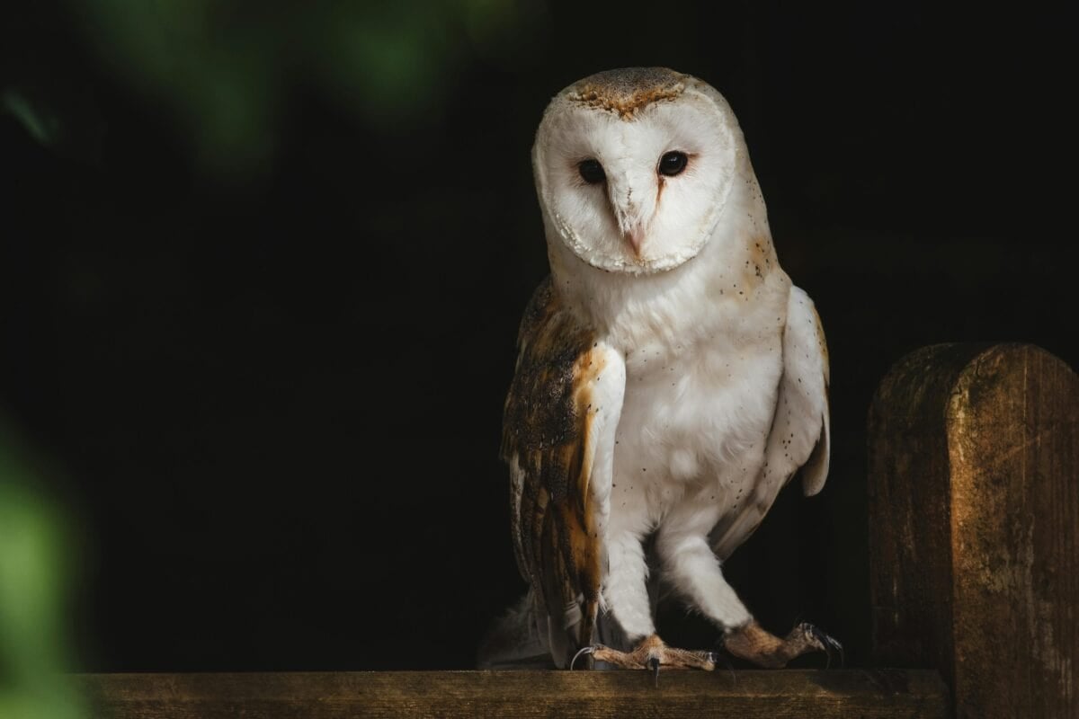An adult owl resting on a fence.