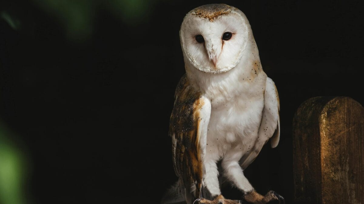 An adult owl resting on a fence.