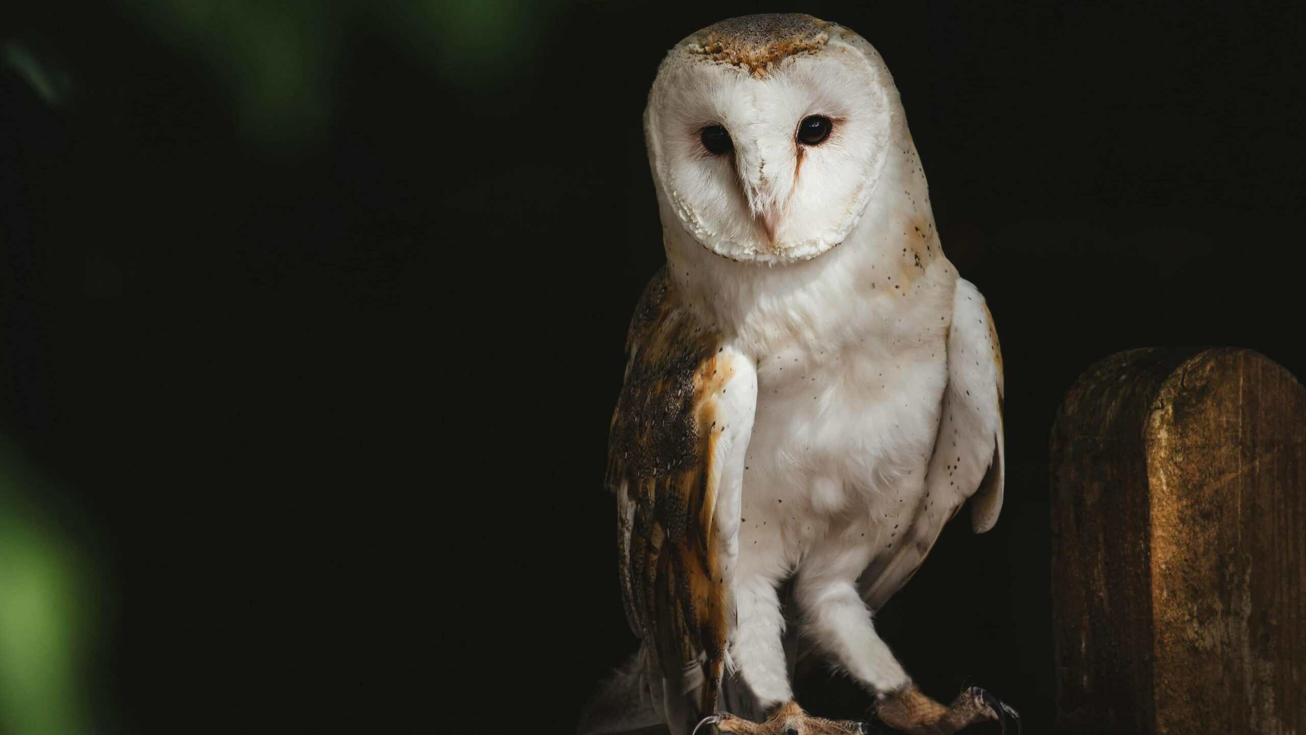 An adult owl resting on a fence.