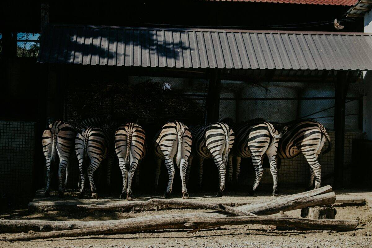 A back view of zebras in a farm.