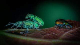 A close-up view of beetles hanging around in a leaf.