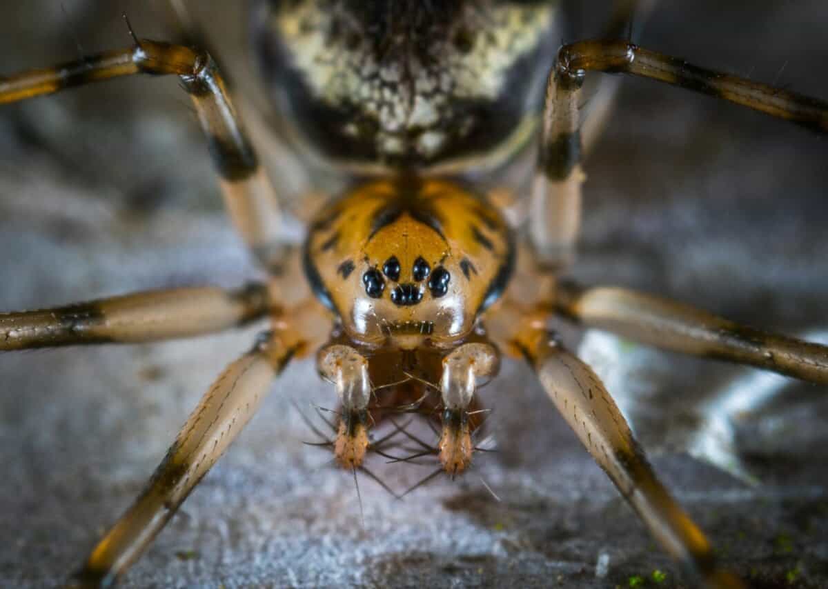 A close-up look at a spider's anatomy.