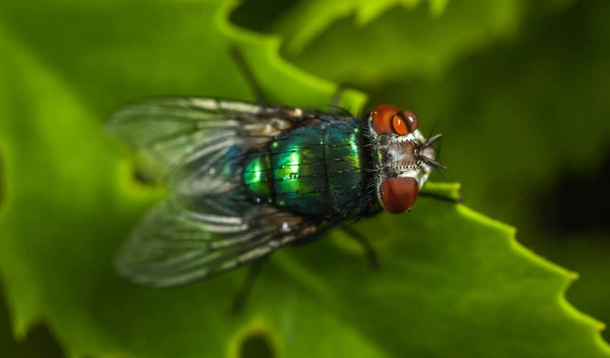 A full top view of a fly.