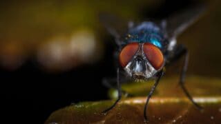 A close-up view of a fly's facial features.
