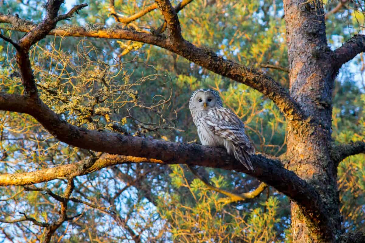 An owl stares down while on a branch of a tree.
