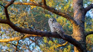 An owl stares down while on a branch of a tree.