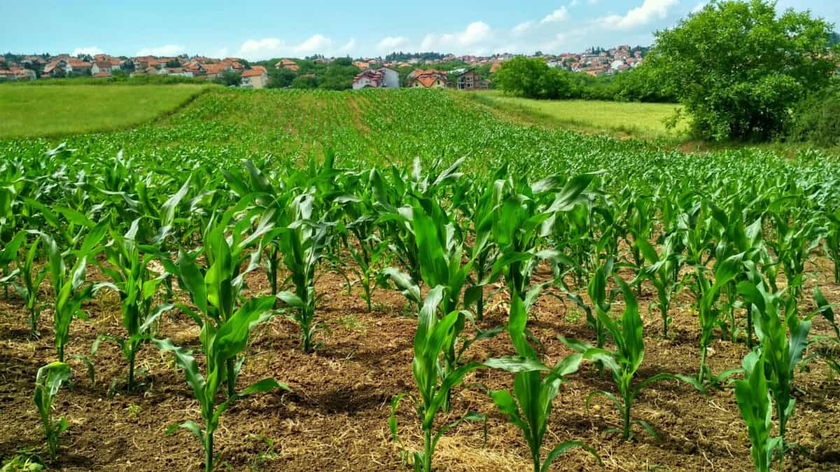 An agricultural land in the countryside.