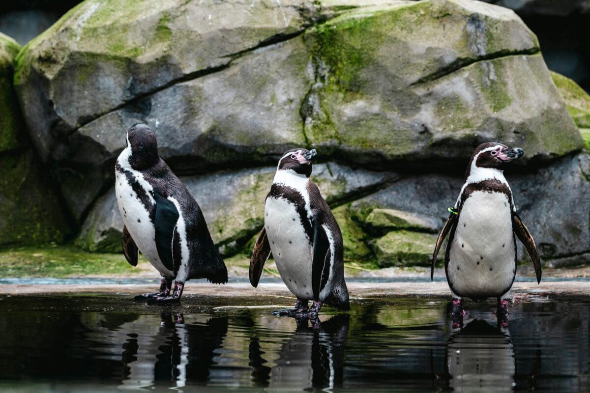 Humboldt Penguins having a good time.