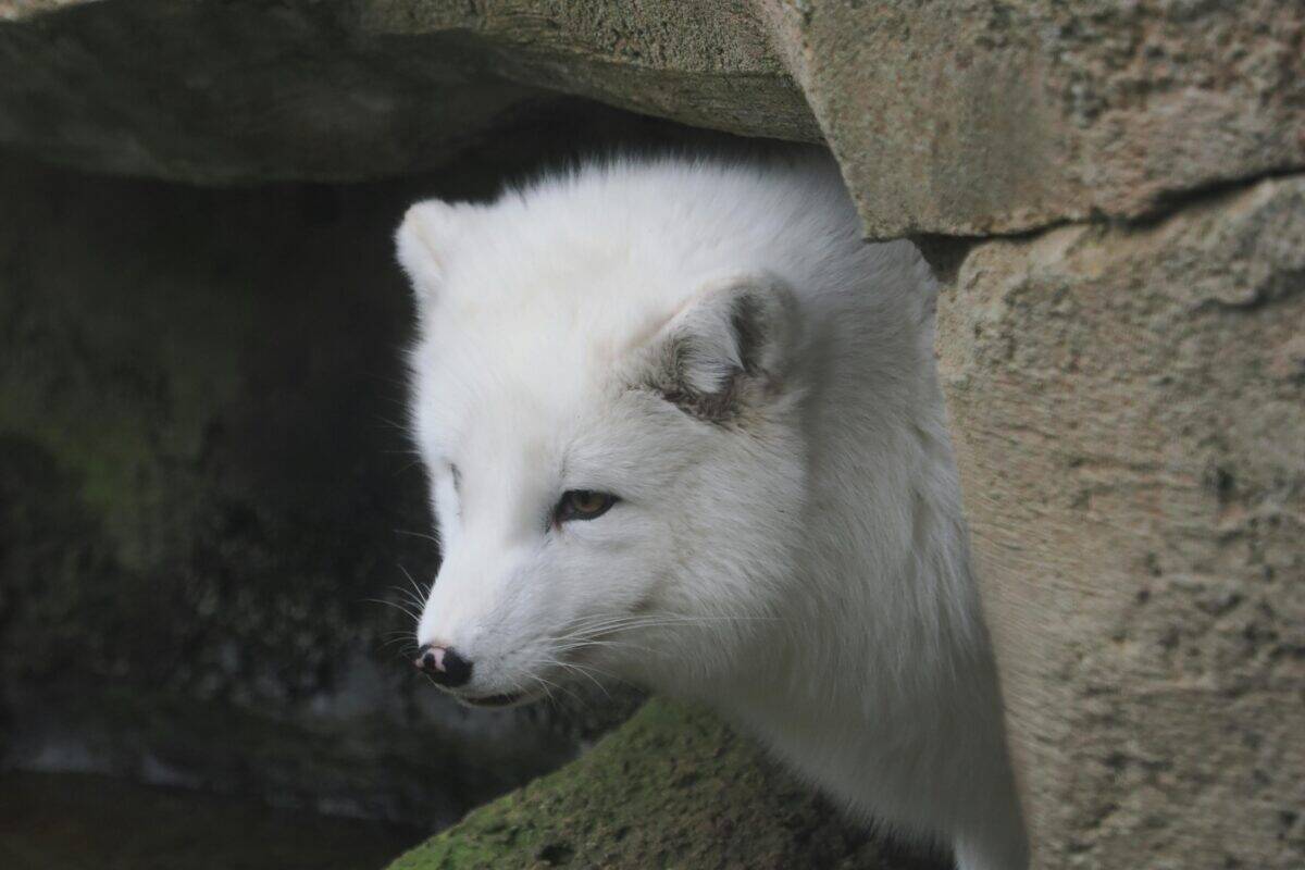An aloof white fox hiding on a rock.