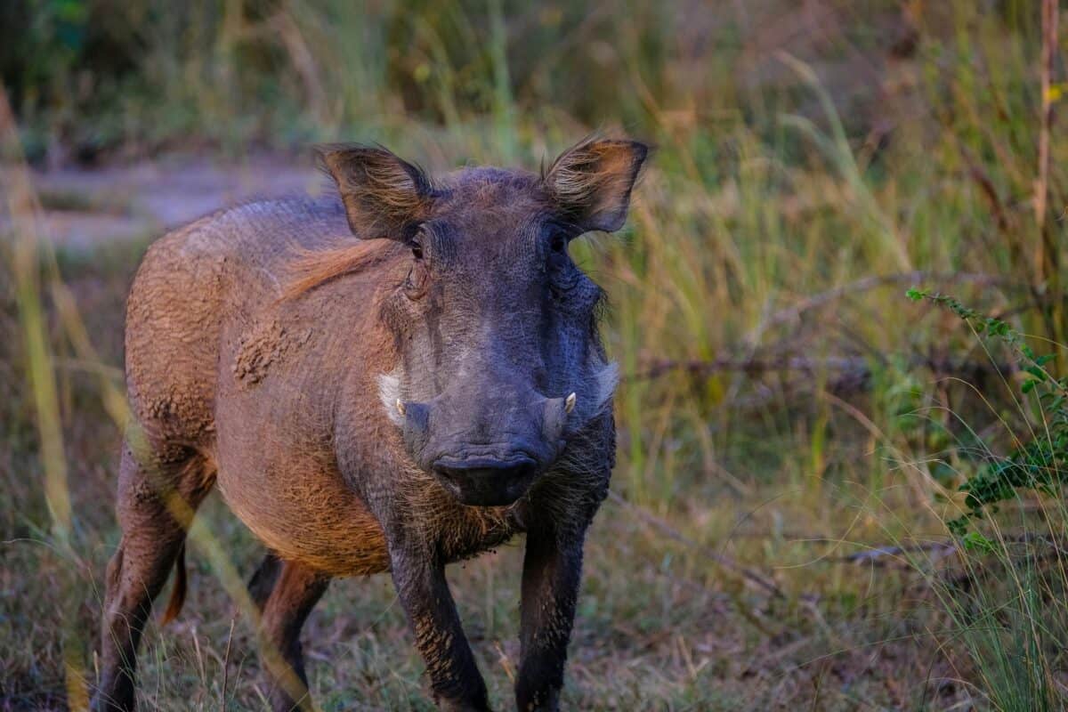 A wild boar strolling in the woods.