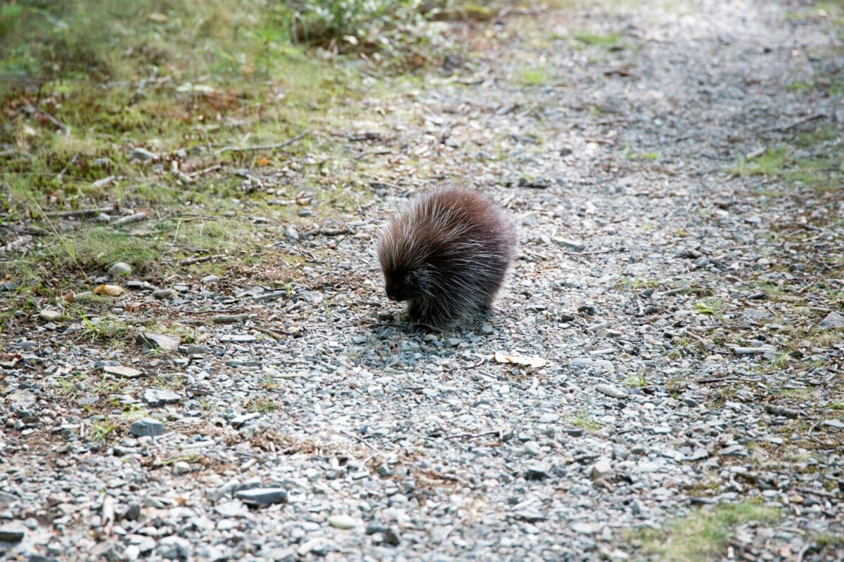 A young porcupine wandering on the wild.