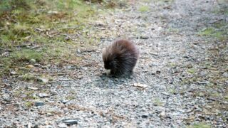 A young porcupine wandering on the wild.