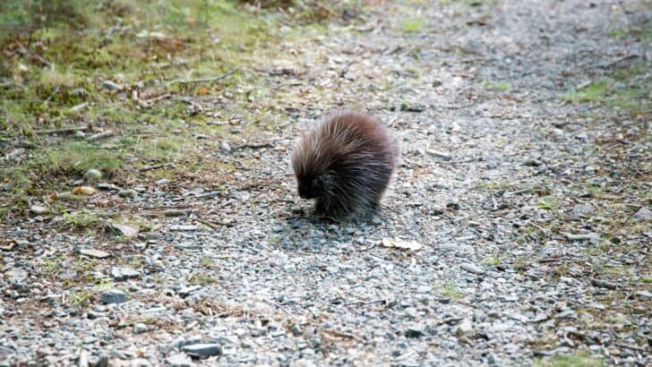 Porcupette Born at Fort Worth Zoo, DNA Test to Reveal Gender