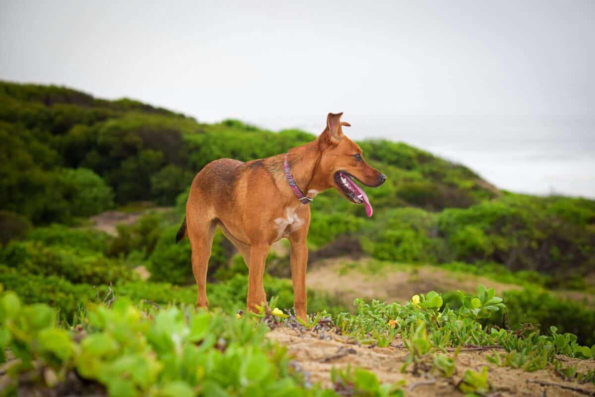A dog wandering on a hill.