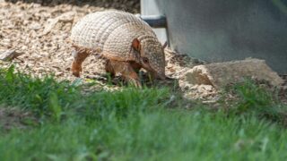 An armadillo lurking around the neighborhood.